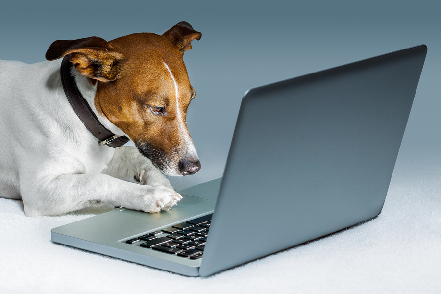 dog surfing the  internet with a computer